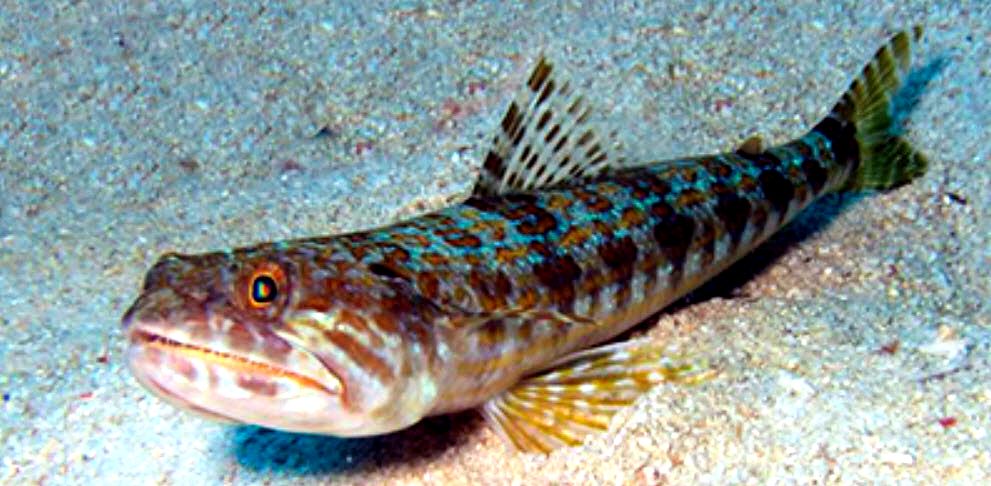 Synodus synodus_05.jpg